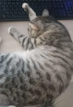 Тимур Бурис